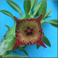Frernia 'Beatrice'